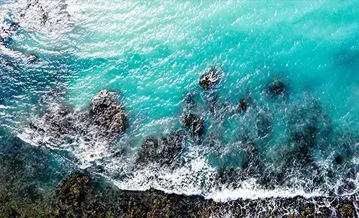 Hoabl Gulf Of Goa Hoabl Gulf Of Goa